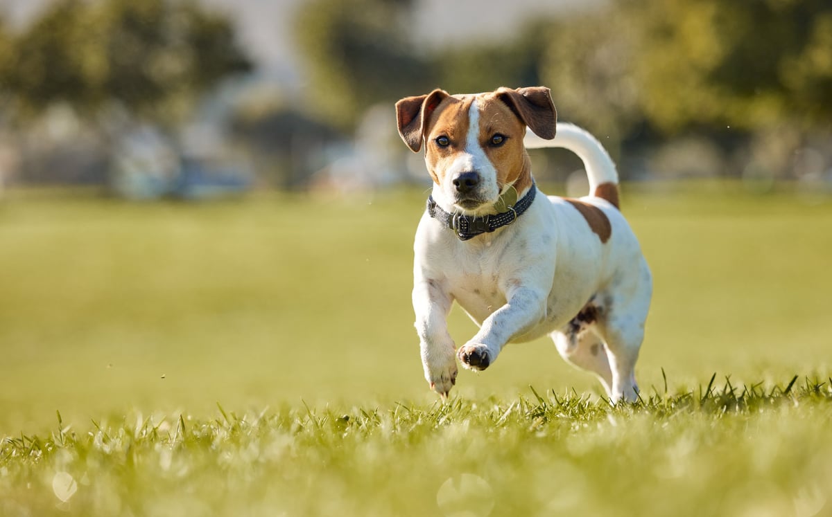 Getting in some afternoon exercise with a dog running in a field
