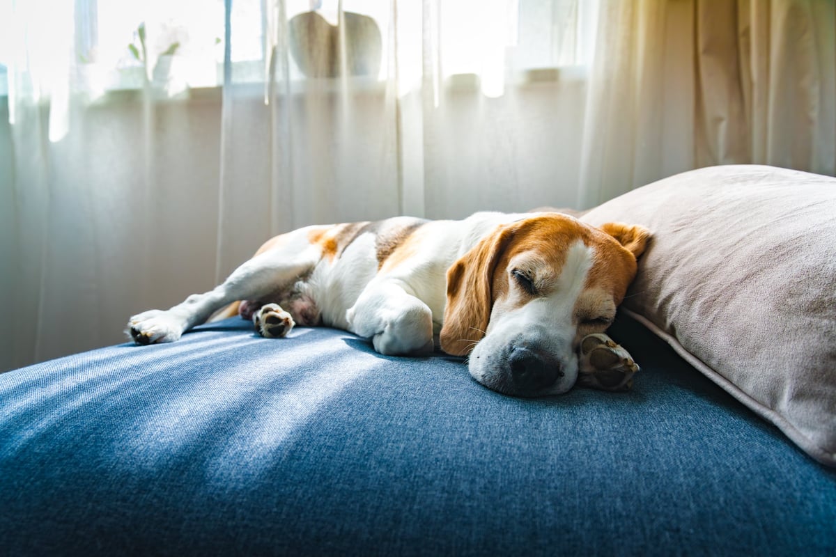 A Beagle dog comfortably laying on a soft bed enjoying a peaceful moment of rest