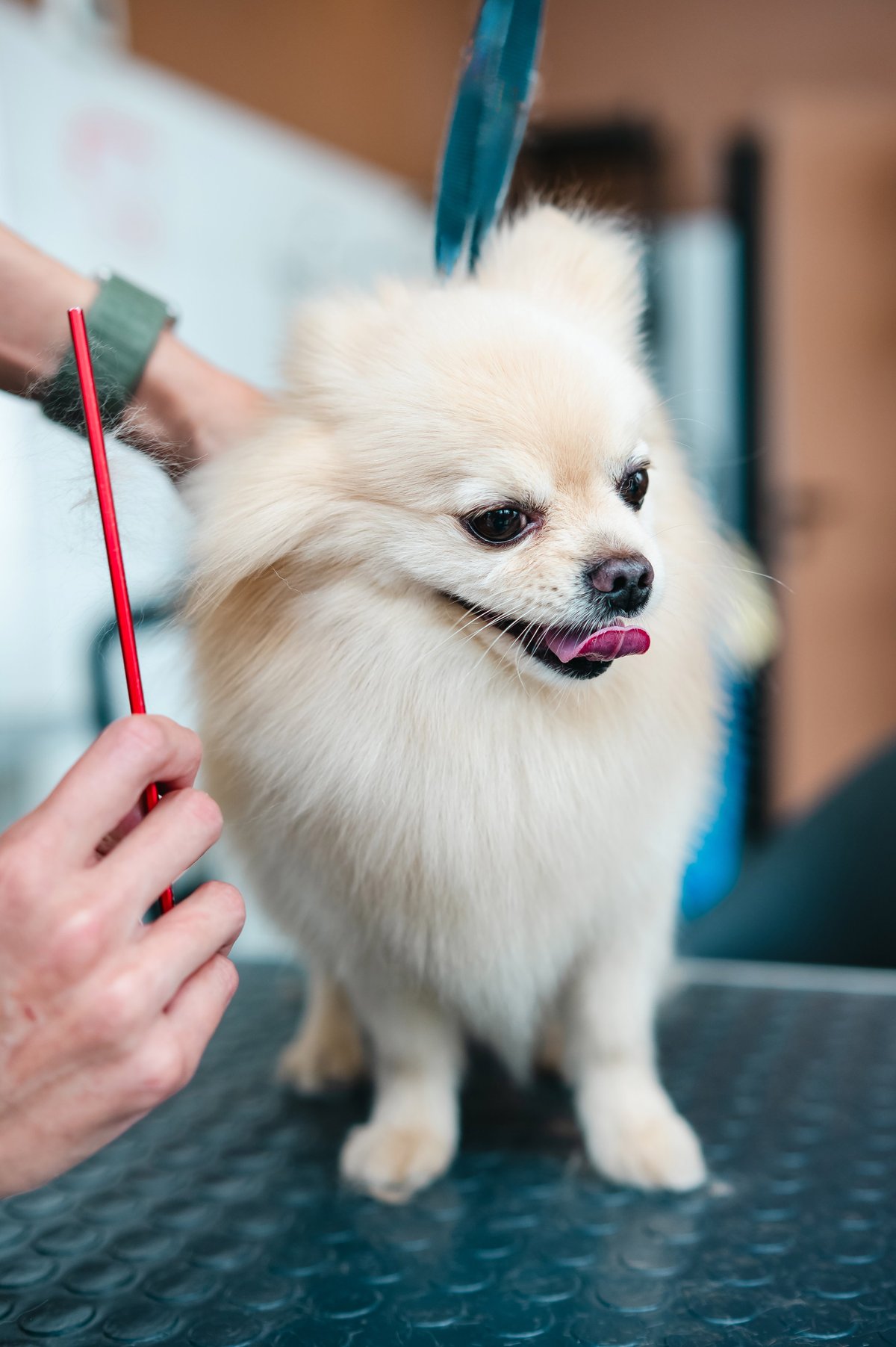 A Pomeranian being combed in a grooming salon