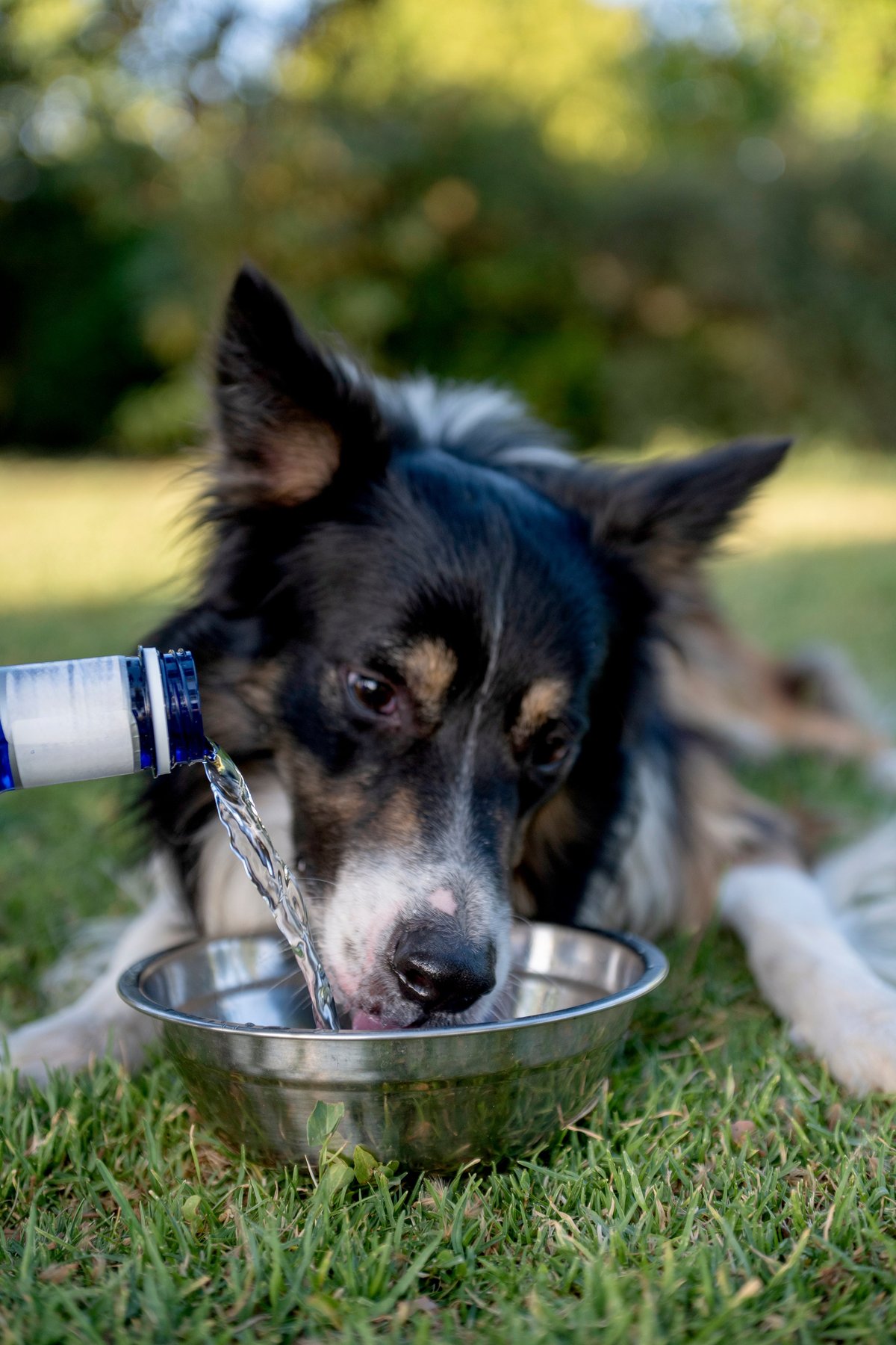 Border collie dog lying in green grass getting fresh drinking water poured into a bowl