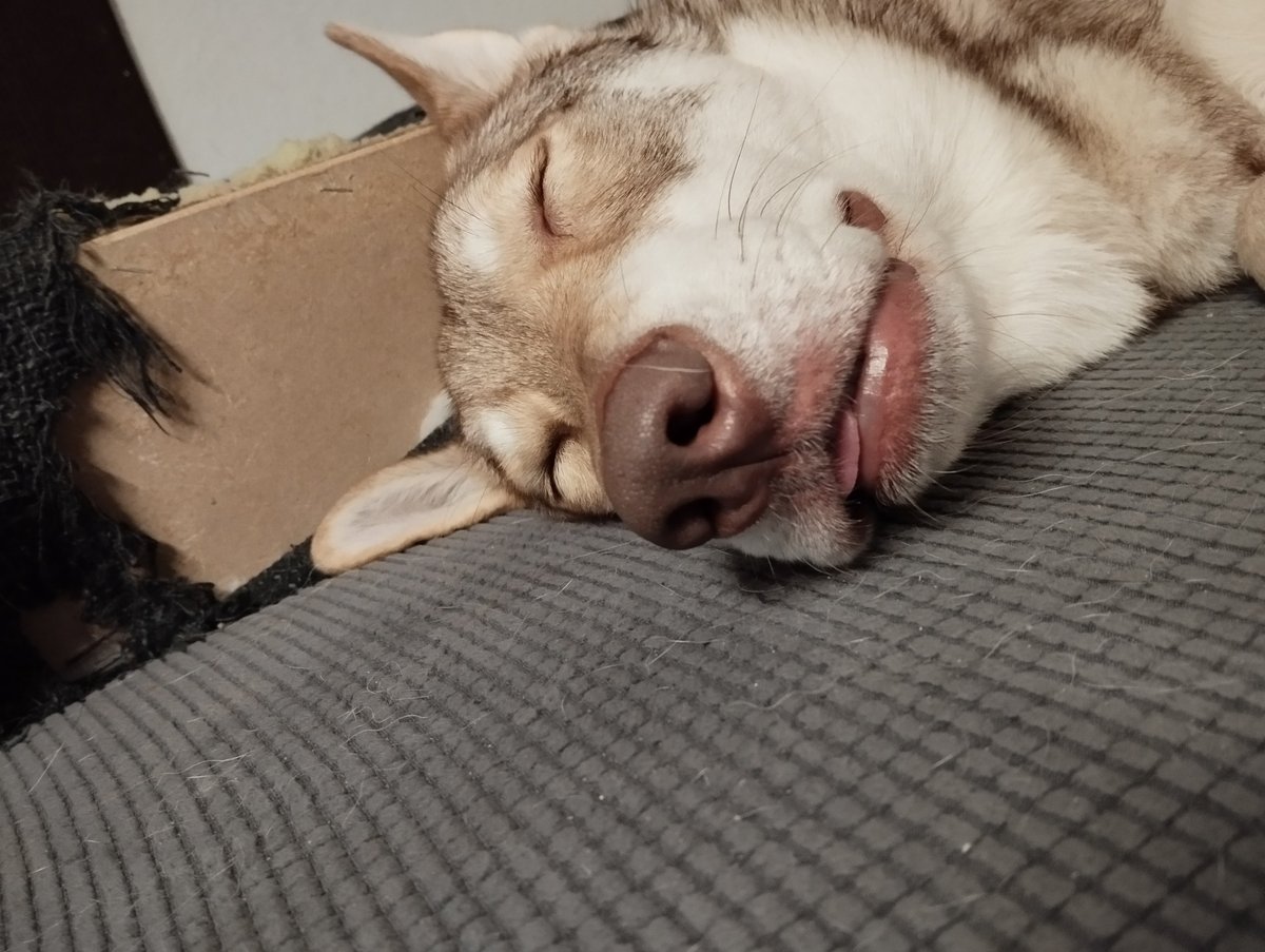 A husky dog sleeping on a gray mat with head resting on a cardboard box, tongue out
