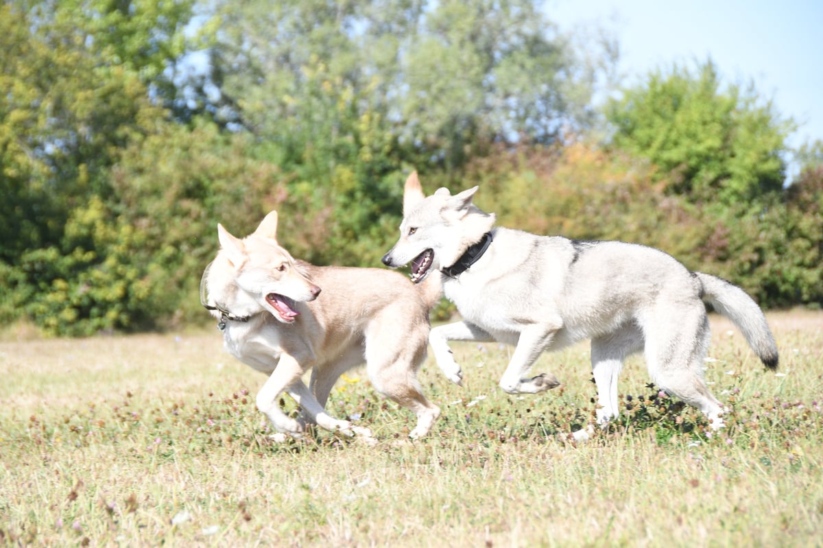 Two white dogs playing together in a grassy field with trees in the background on a sunny day