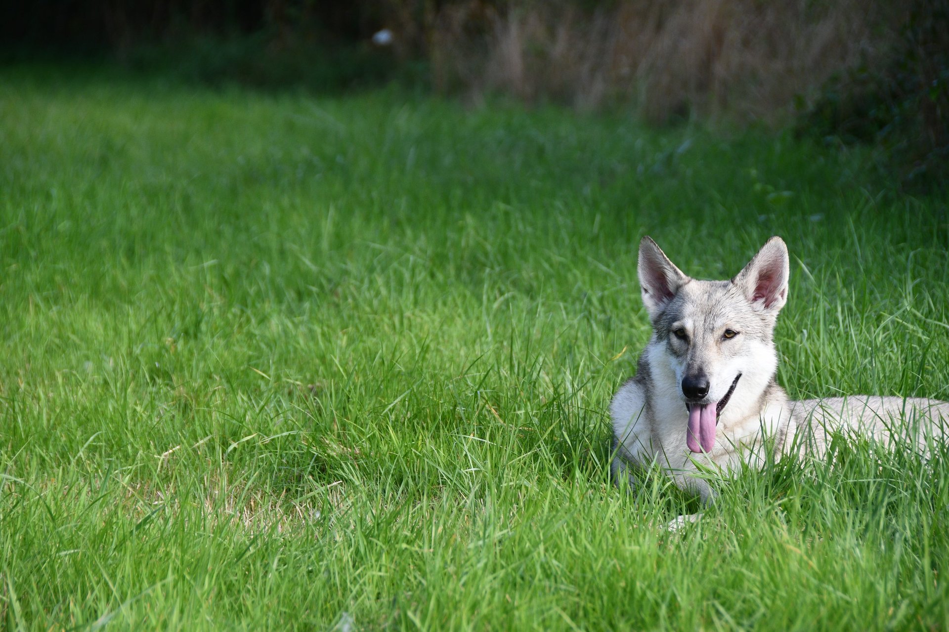 Light-colored dog lying in green grass, looking toward camera with alert expression
