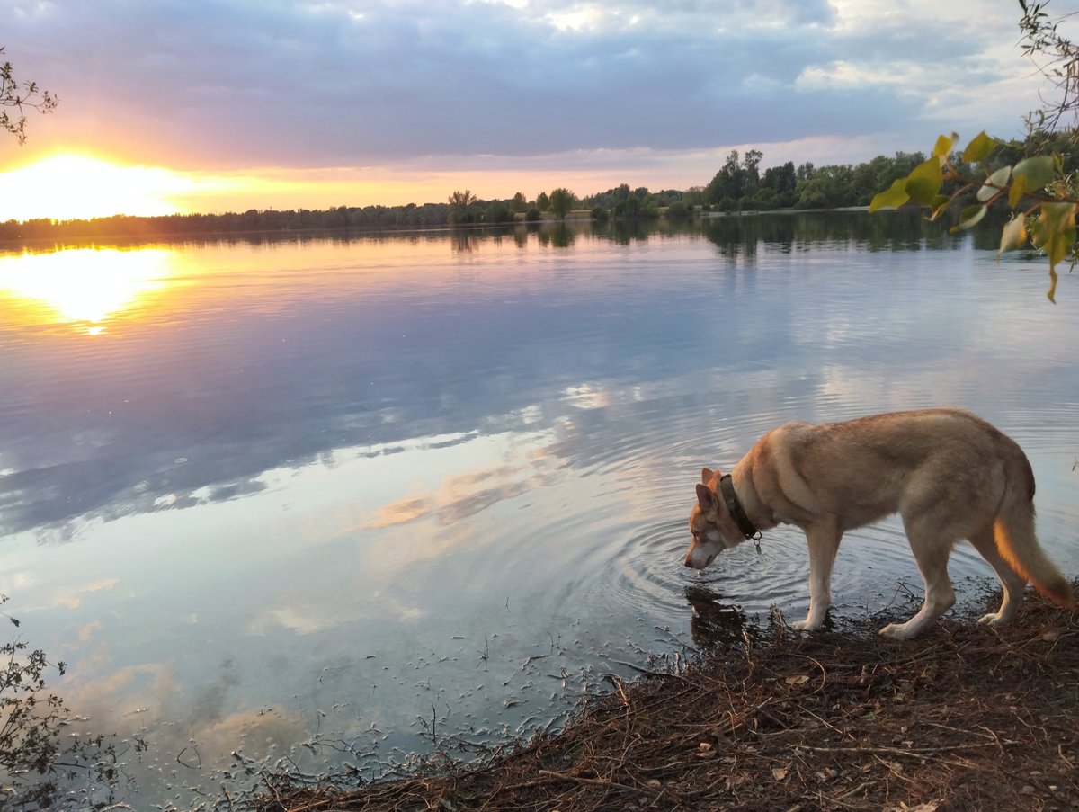 Brown dog drinking from calm lake at sunset with forested shoreline reflected in water