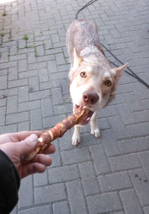 White and gray dog looking up while eating a treat from someones hand on a brick patio
