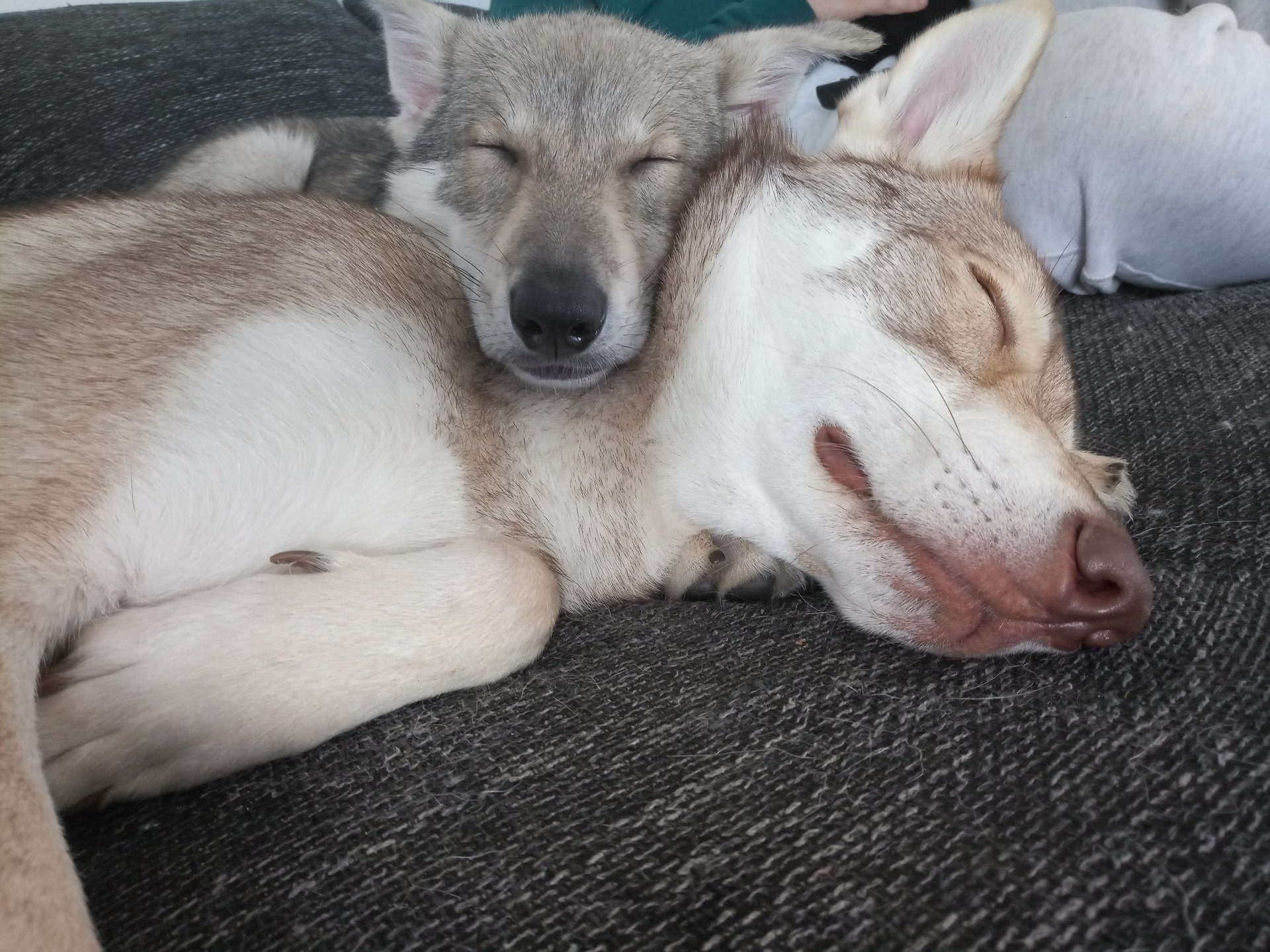 Two dogs sleeping together on a gray couch, one tan and white dog resting its head on a lighter-colored dog below it