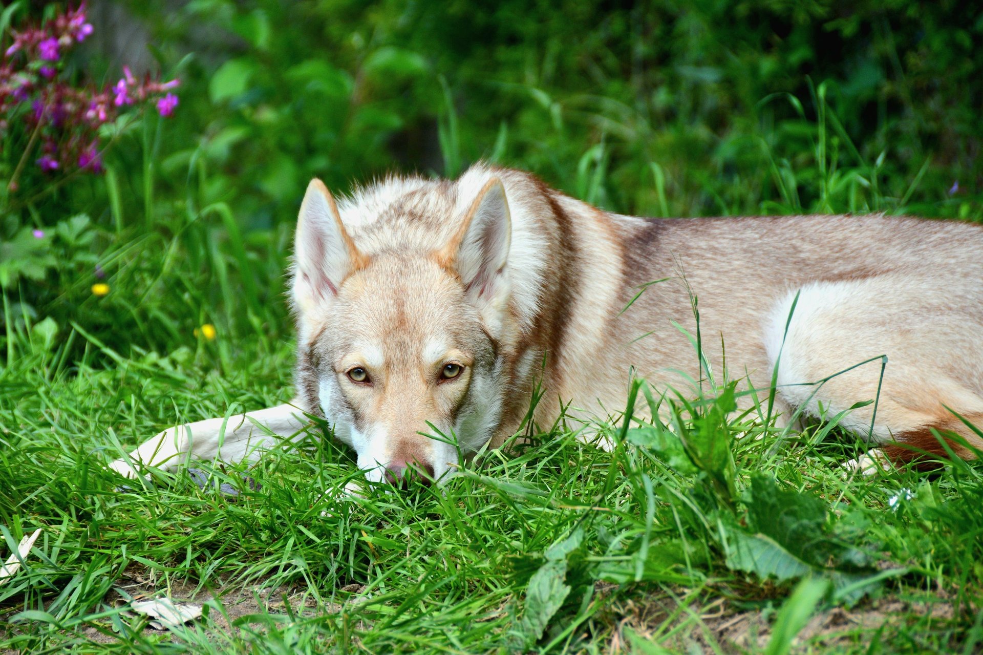 Wolf-dog hybrid lying on grass with purple flowers in background
