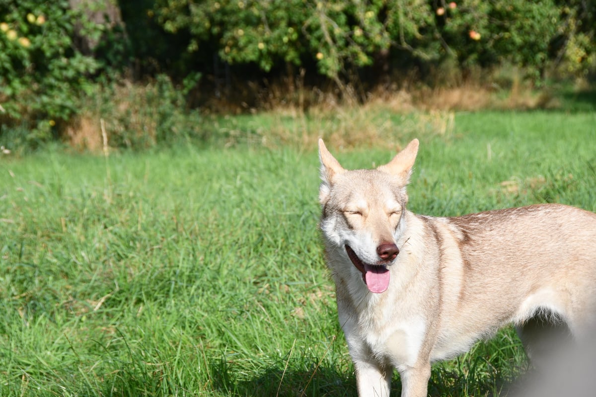 A tan and white dog standing on grass with mouth open and trees in the background